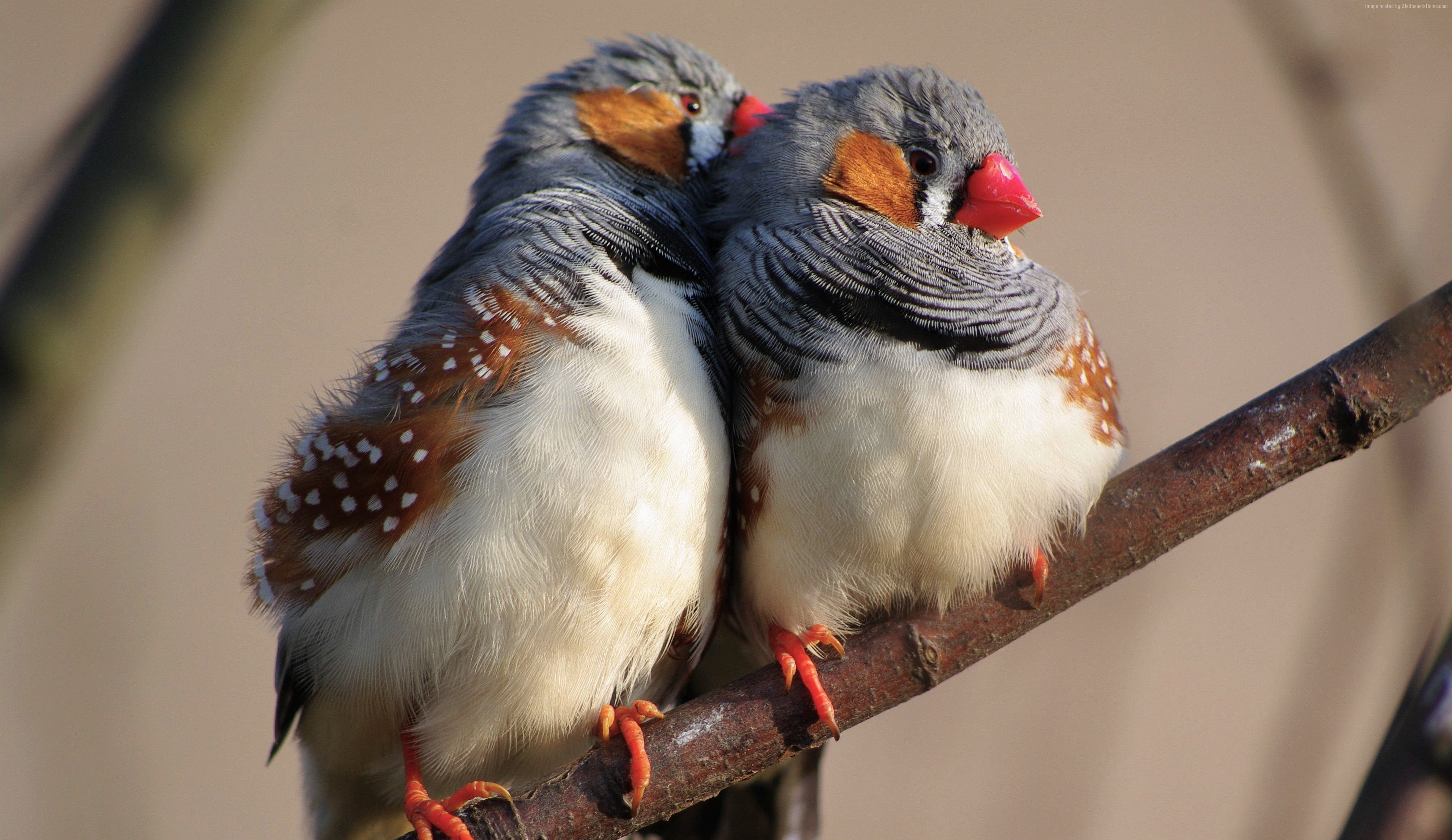 4020x2330 Zebra Finches 4k Ultra HD Wallpaper. Background Image, Desktop