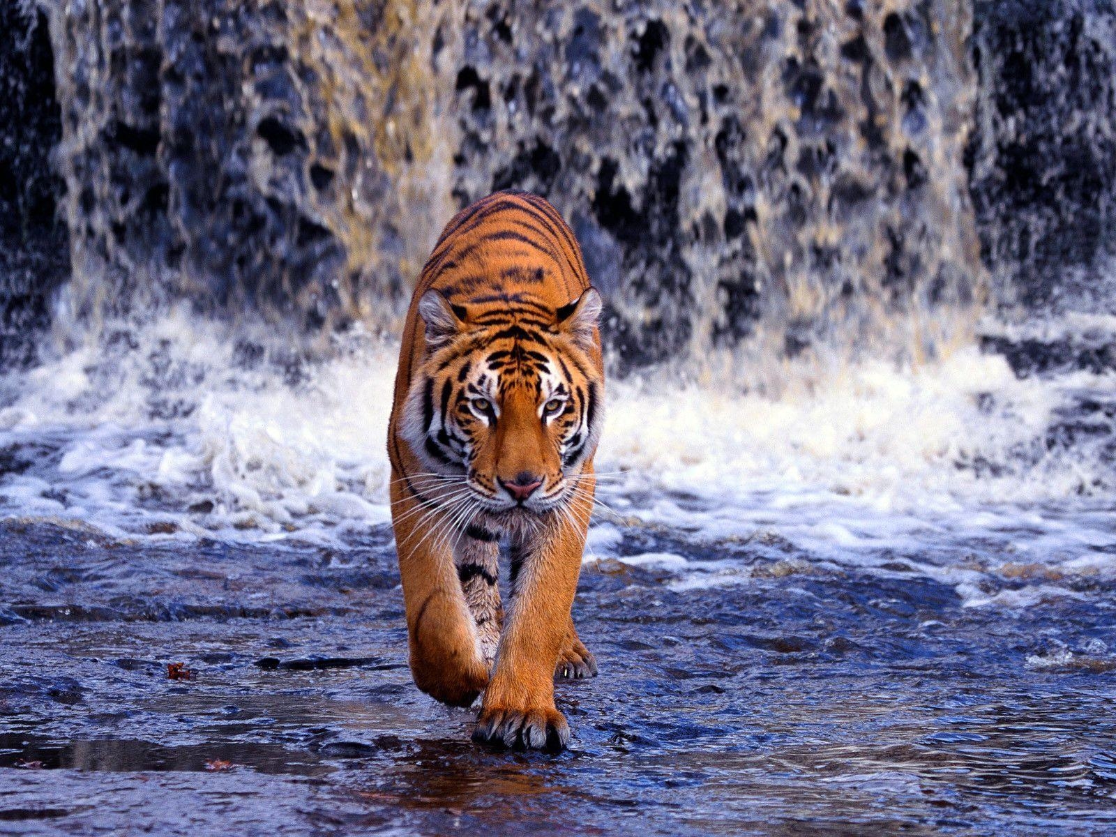 1600x1200 Tiger HD Wallpaper, Desktop