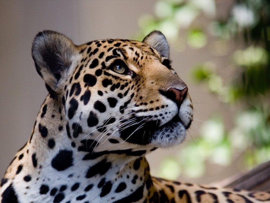 1030x770 Free Wild Cat Wallpaper Download The PX Wallpaper, Desktop