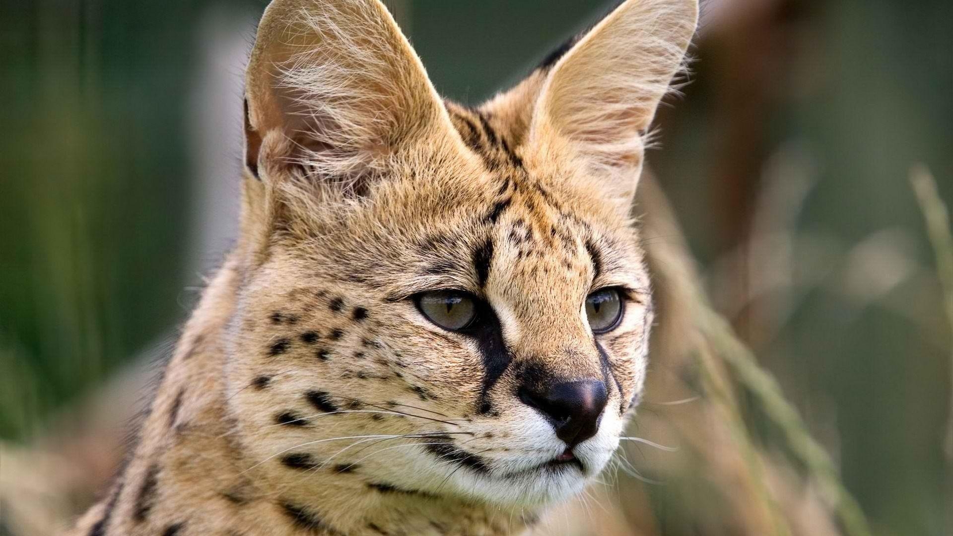 1920x1080 The Image of Animals Wildlife Outdoors African Serval Wildcat, Desktop