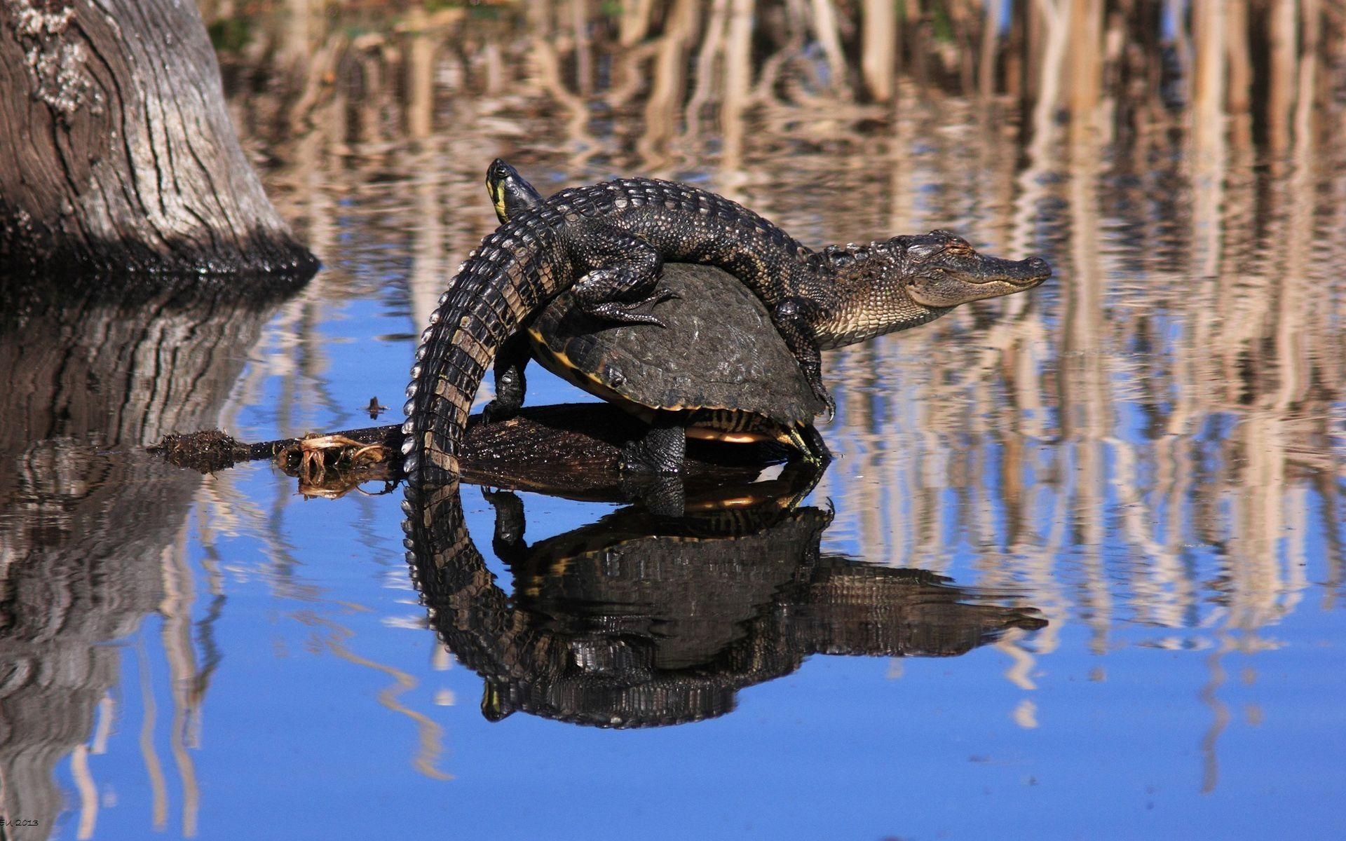 1920x1200 Baby Crocodile On Tortoise HD Wallpaper, Desktop