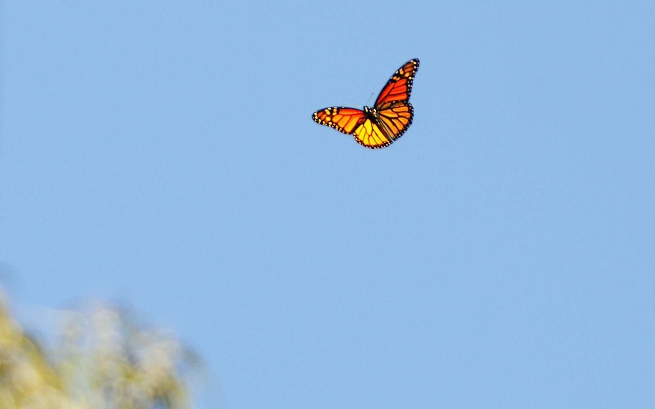 1280x800 Best beach Bridges Beach, California Butterfly, Desktop