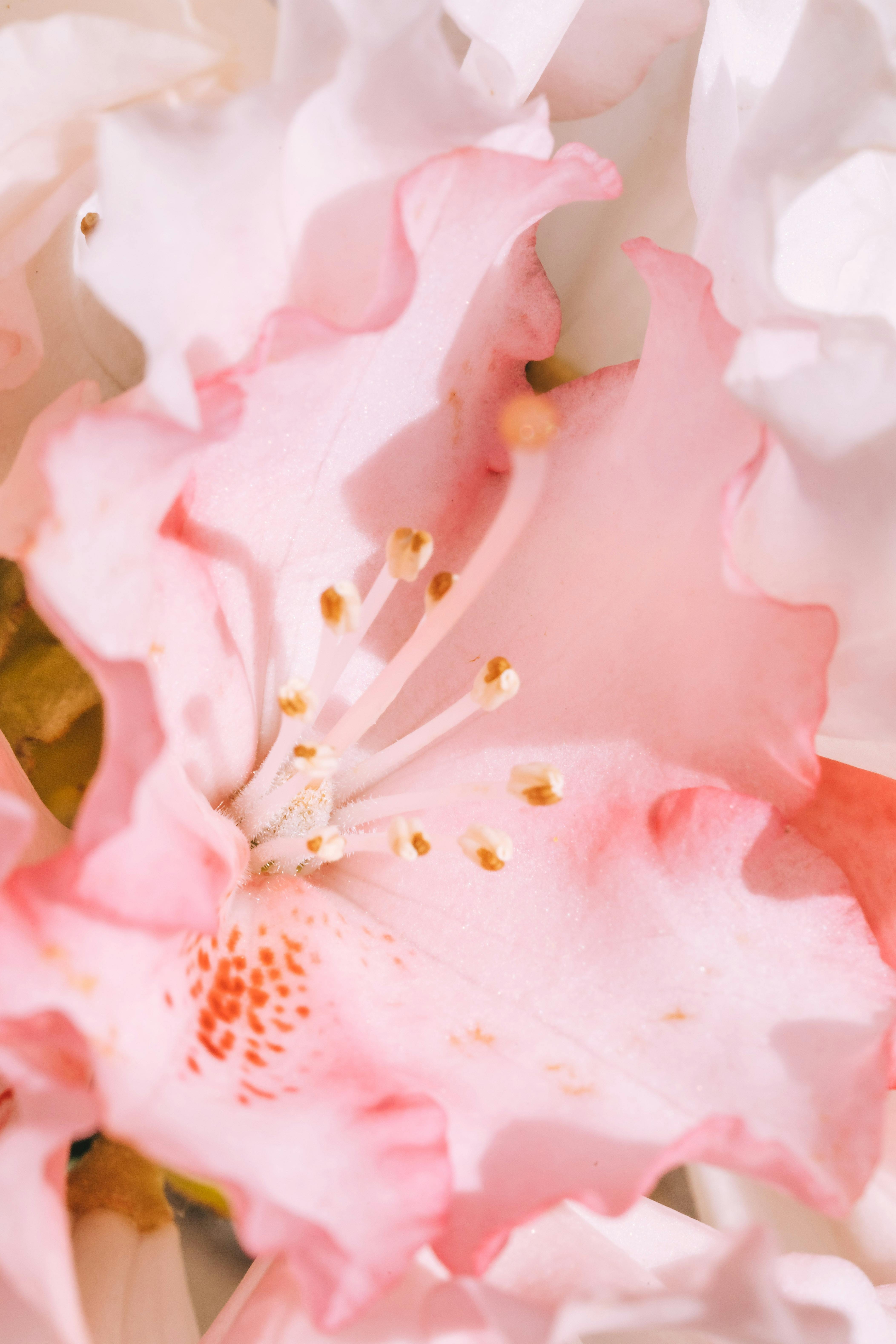 4210x6320 Macro Photo of a Pink Flower · Free, Phone