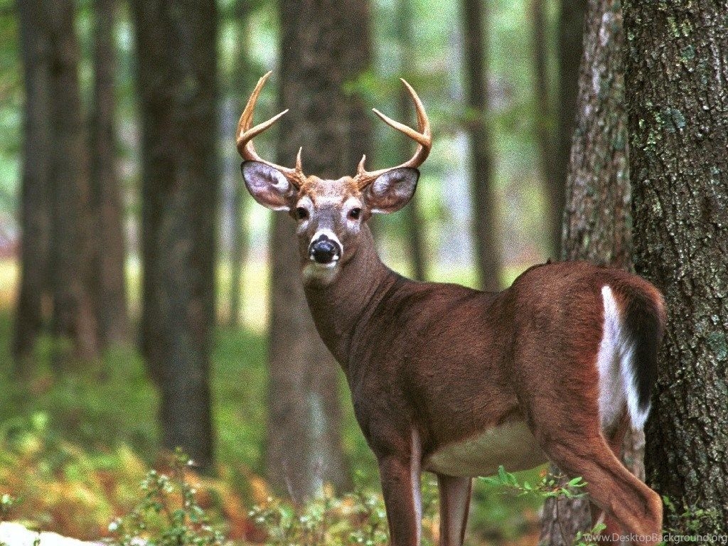 1030x770 Big Buck Background Wallpaper Zone Desktop Background, Desktop