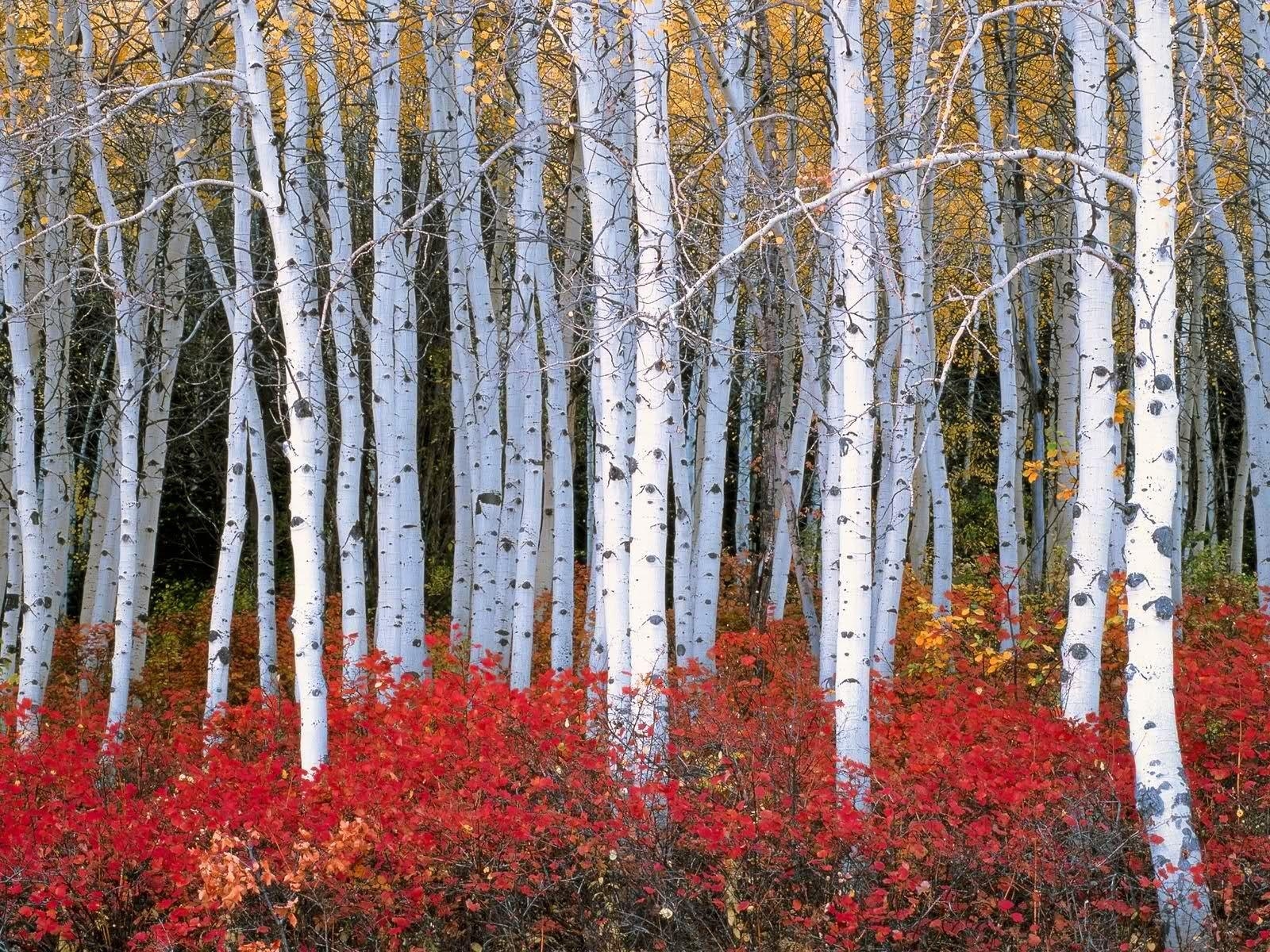 1600x1200 best fall autumn wallpaper forest. Outdoors Travel. Birch, Desktop