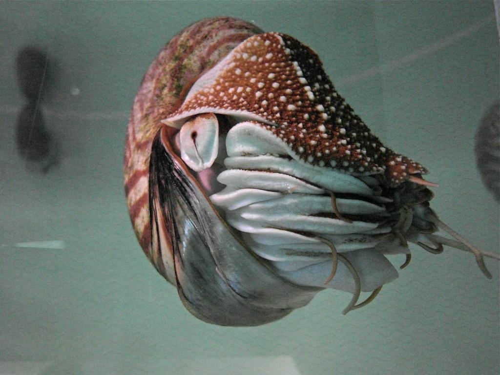 1030x770 The World's Best Photo of nautilidae and nautilus, Desktop