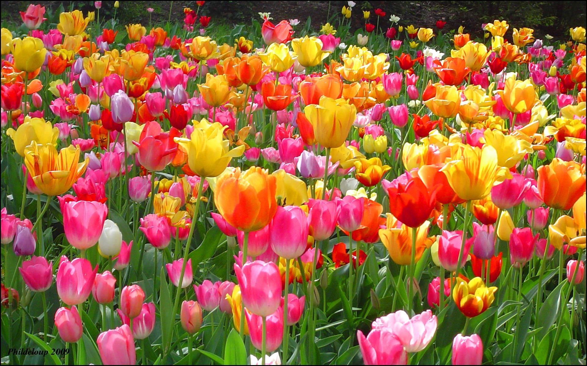 1920x1200 Tulip Wallpaper Background. Best Free Wallpaper, Desktop