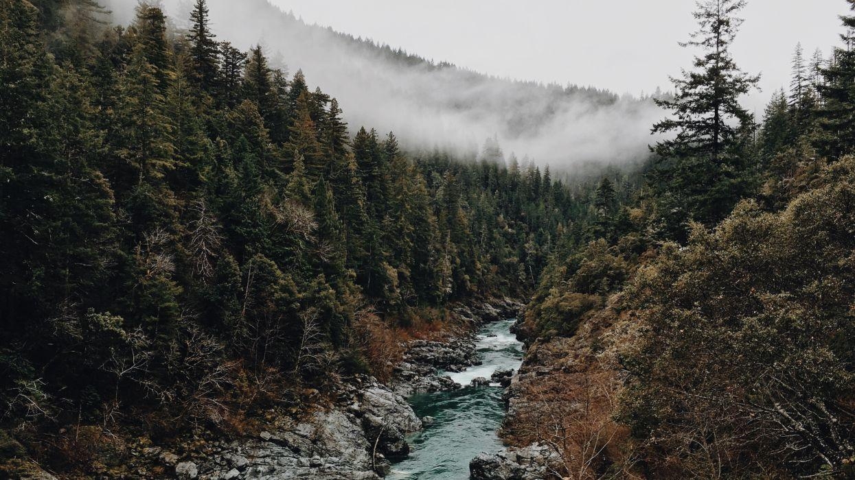 1250x700 Brook creek fog foggy forest misty mountains stream trees water, Desktop