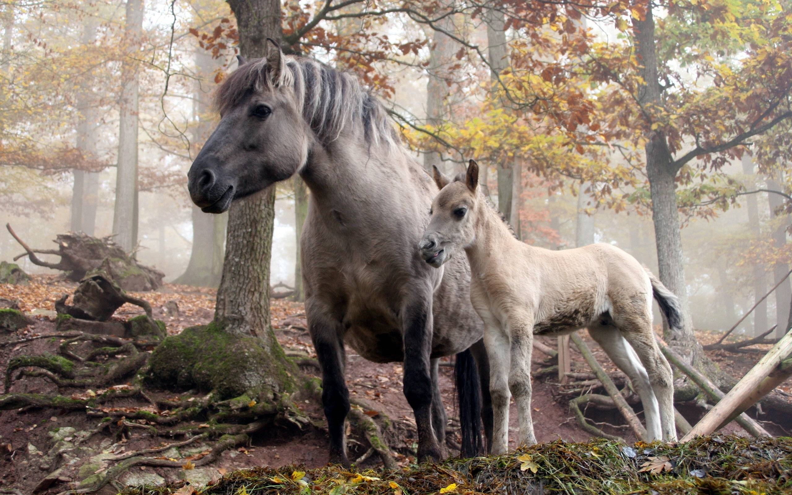 2560x1600 Pix For > Wild Horse Wallpaper, Desktop