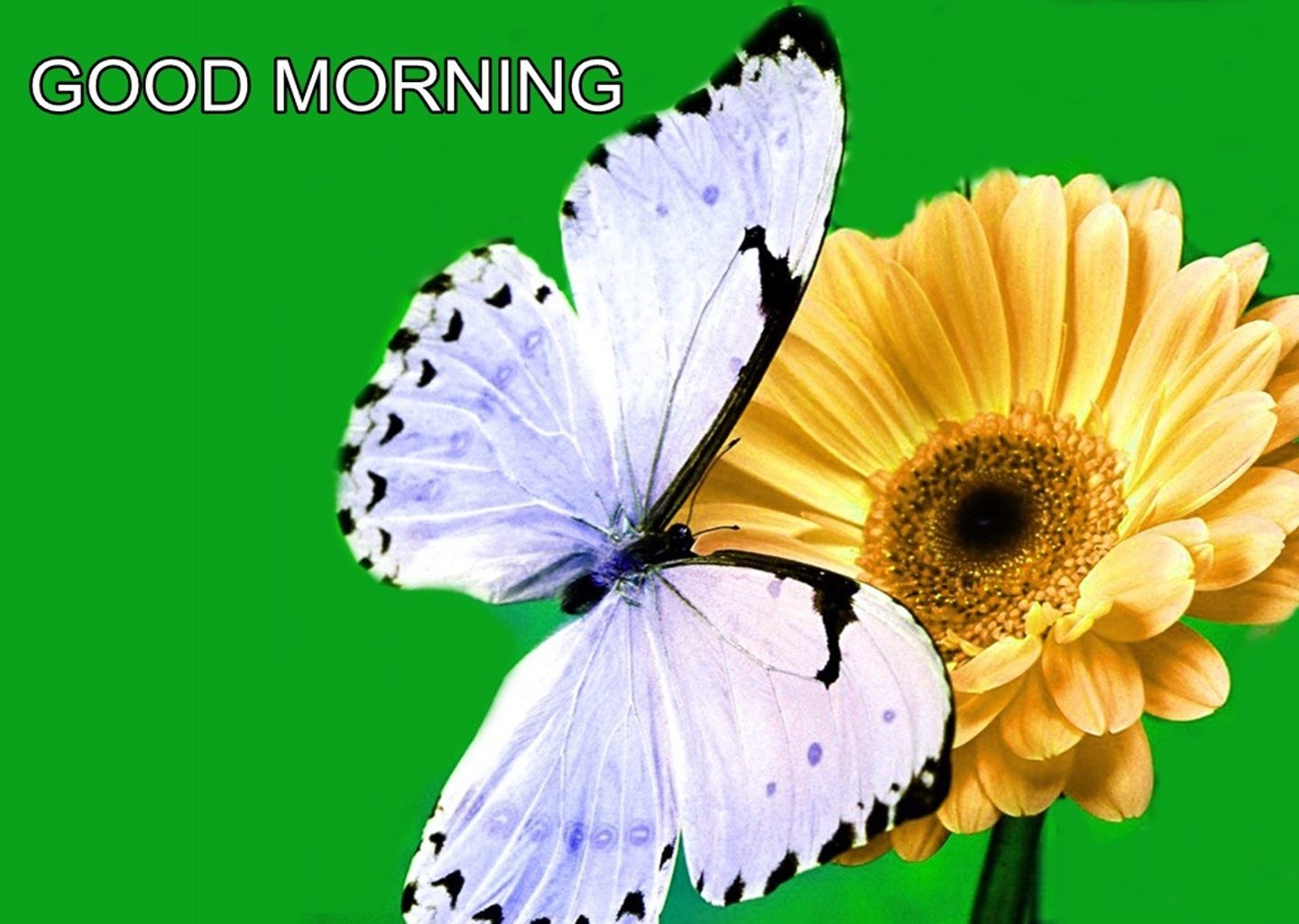 1440x1030 Good Morning Butterfly On Flower HD Wallpaper Morning Flowers And Butterfly, Desktop