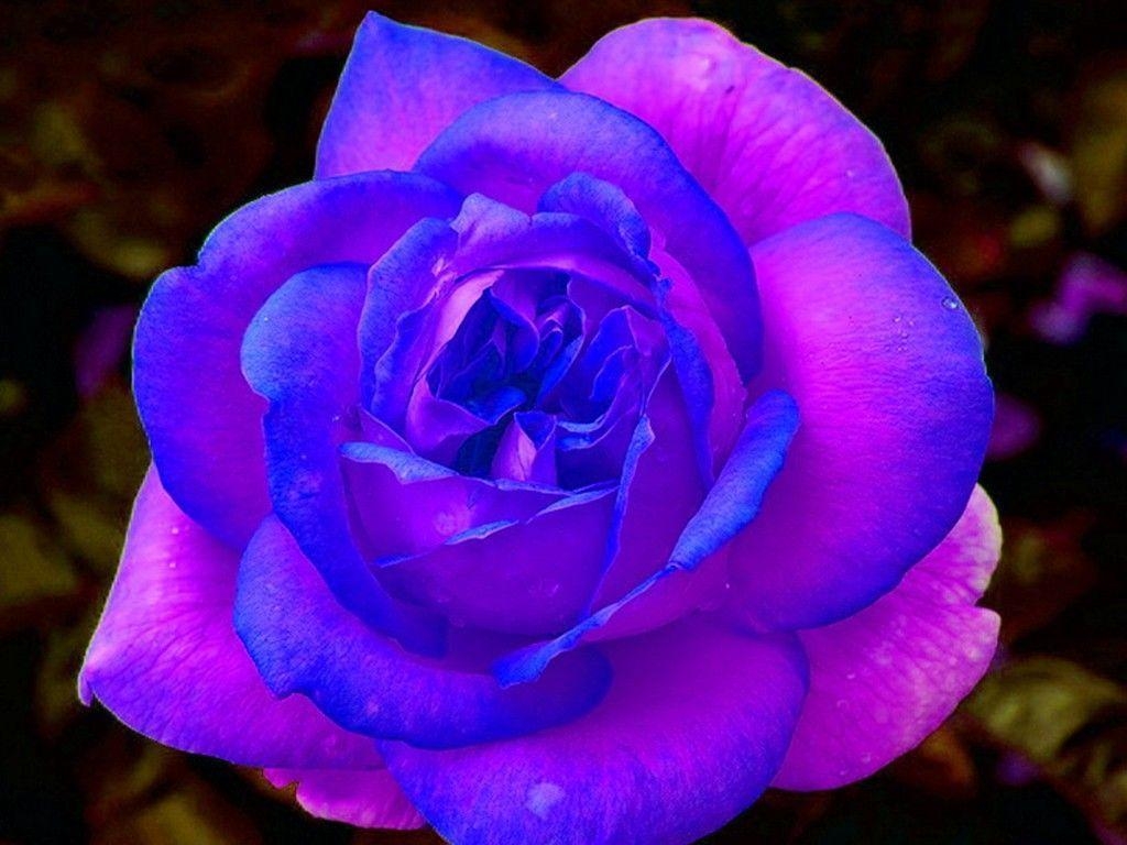 1030x770 Purple and Pink Roses Wallpaper. Blue and Purple Rose Free, Desktop