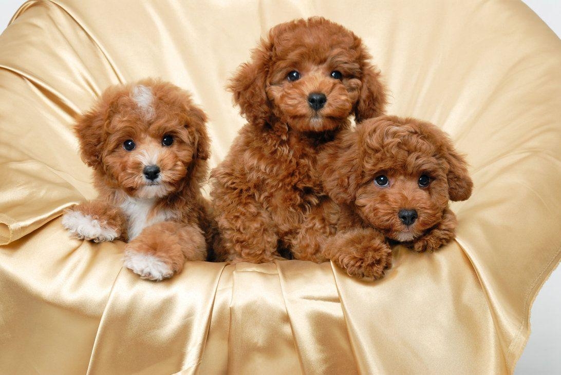 1100x740 Cuddly Poodle Wallpaper, Desktop