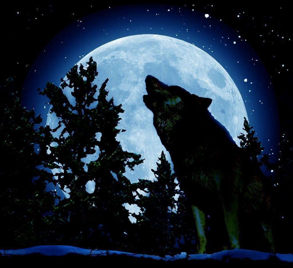 1030x940 Three Wolves Howling Wallpaper, Desktop