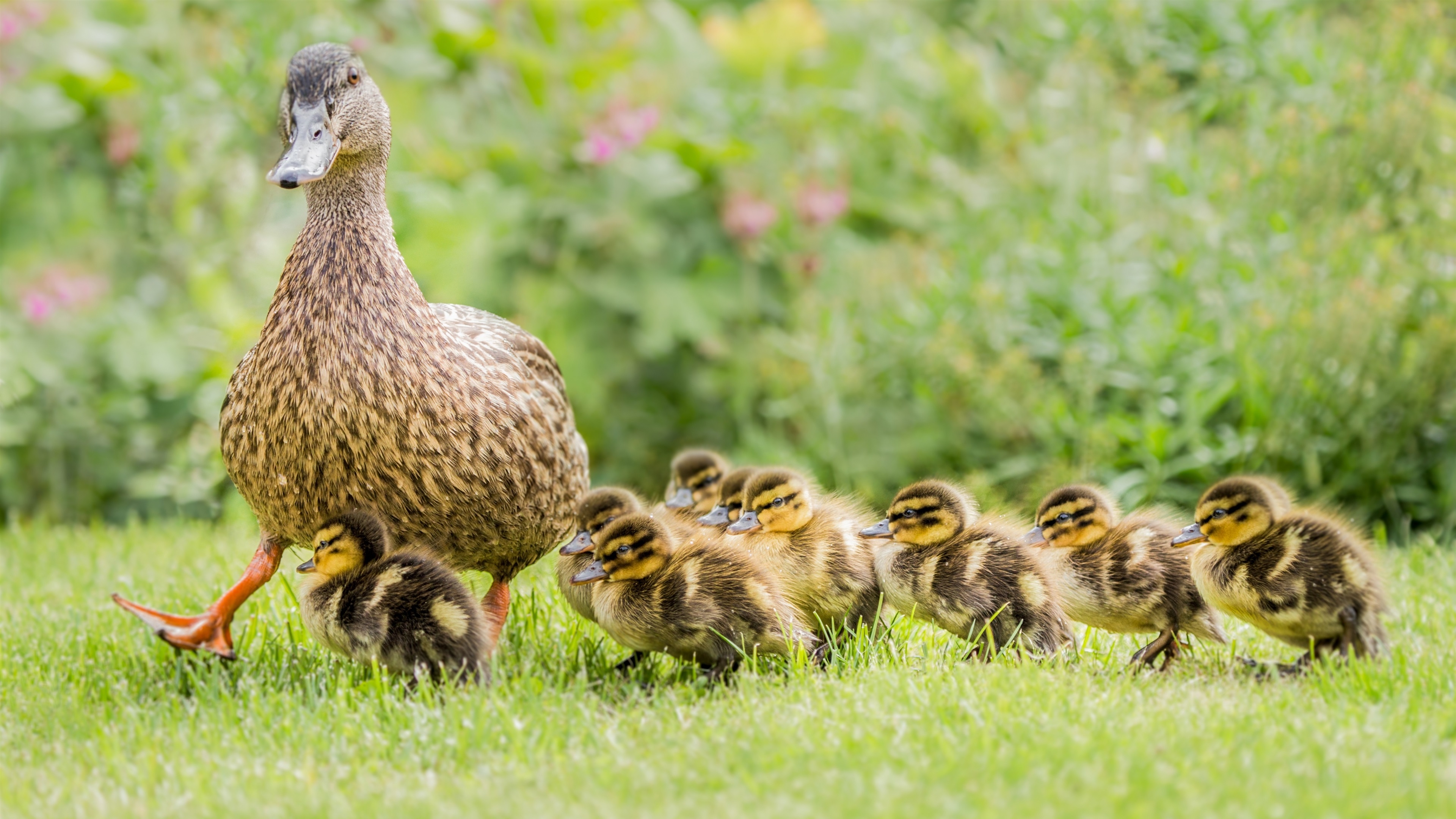 3840x2160 Wallpaper Ducks, family, grass, ducklings  UHD 4K Picture, Image, Desktop