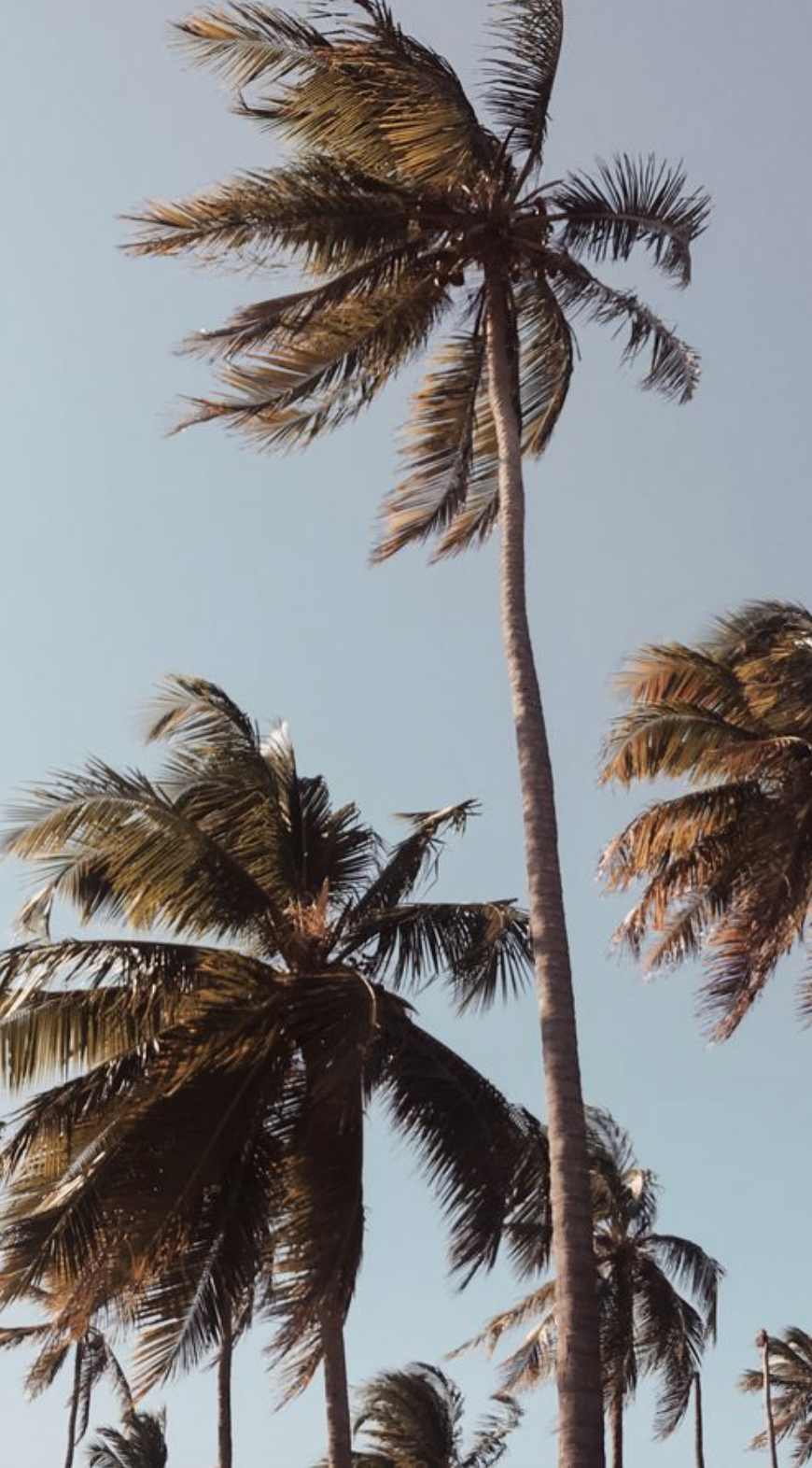 870x1580 Aesthetic Tumblr Wallpaper Palm Trees, Phone