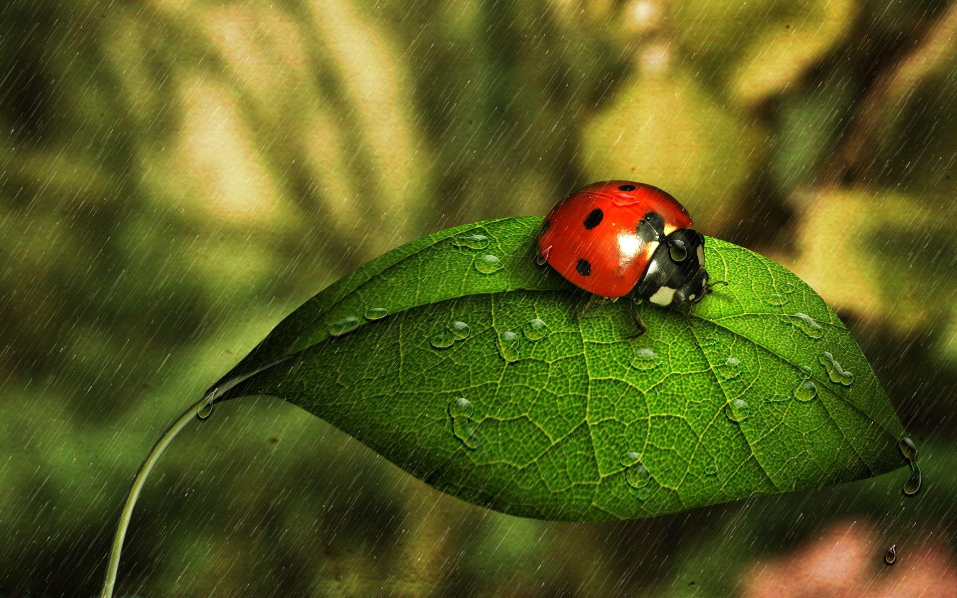 1920x1200 Ladybugs Wallpaper, Desktop