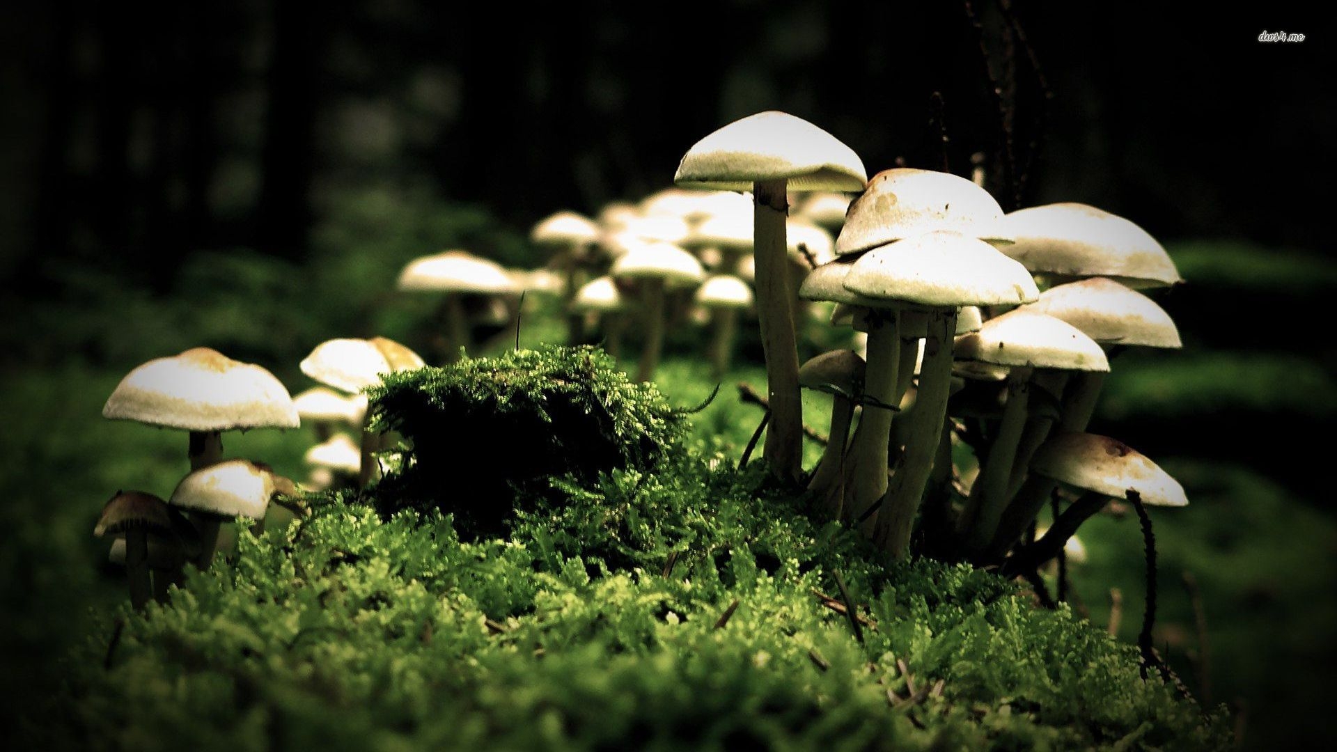 1920x1080 Mushroom Wallpaper Free Mushroom Background, Desktop