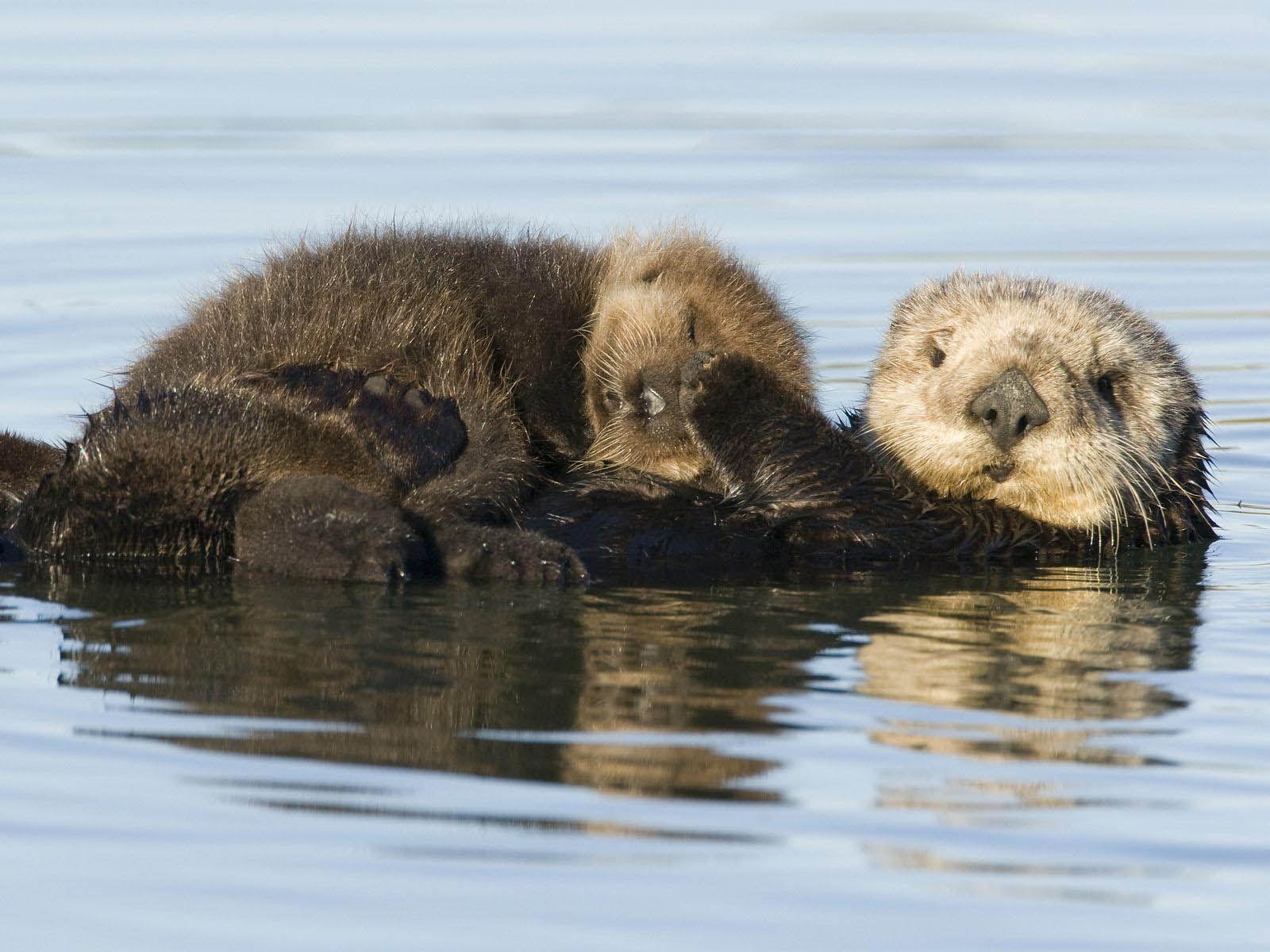 1600x1200 Sea Otter Cute Wallpaper HD Desktop for Free. SEA OTTERS, Desktop