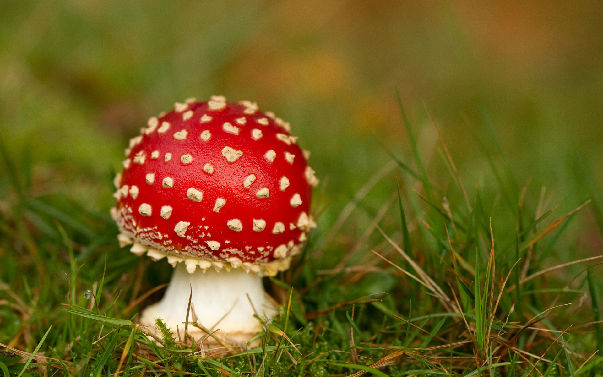 1920x1200 Mushroom Wallpaper for Desktop, Desktop