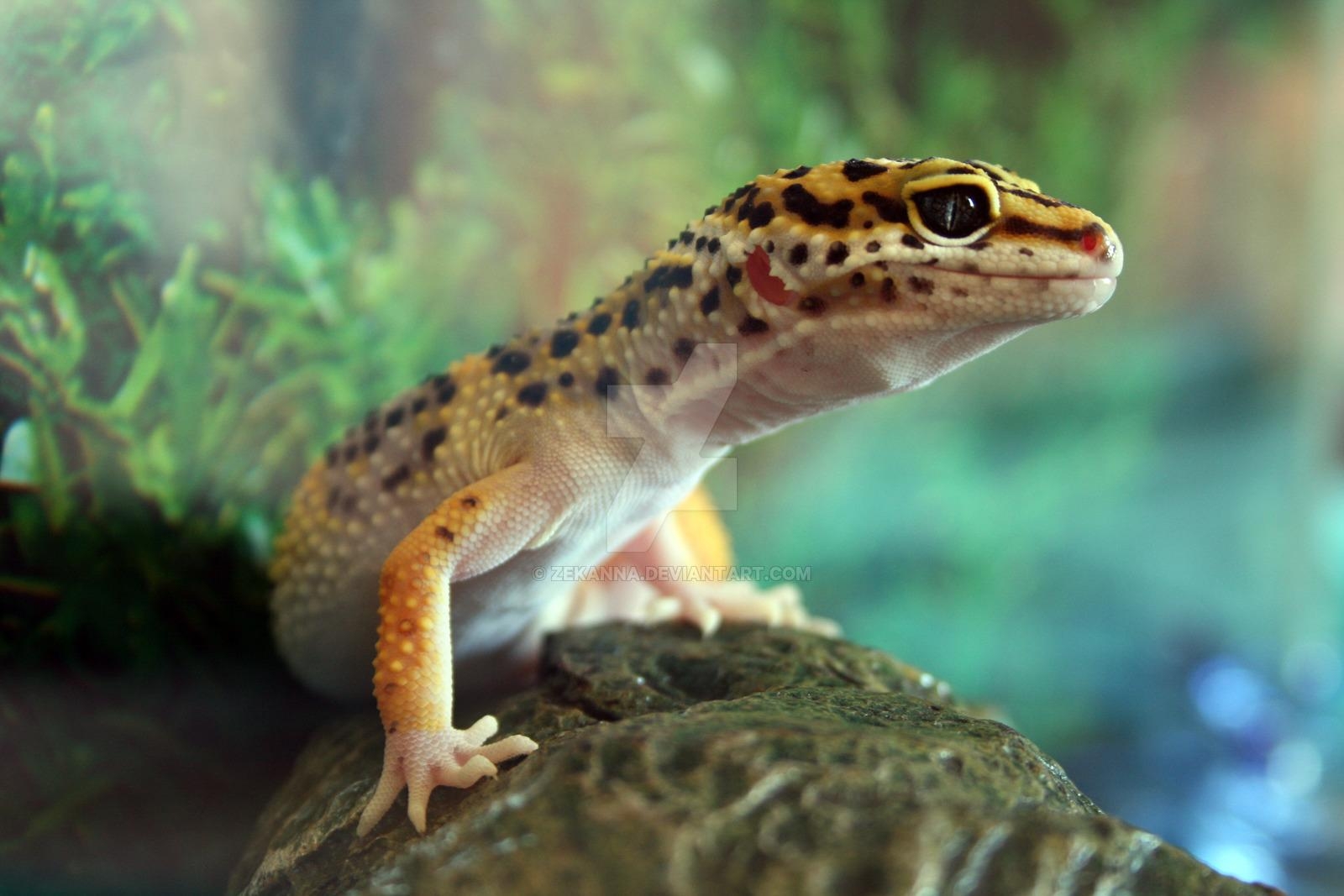 1600x1070 Leopard Gecko Wallpaper HD Download, Desktop