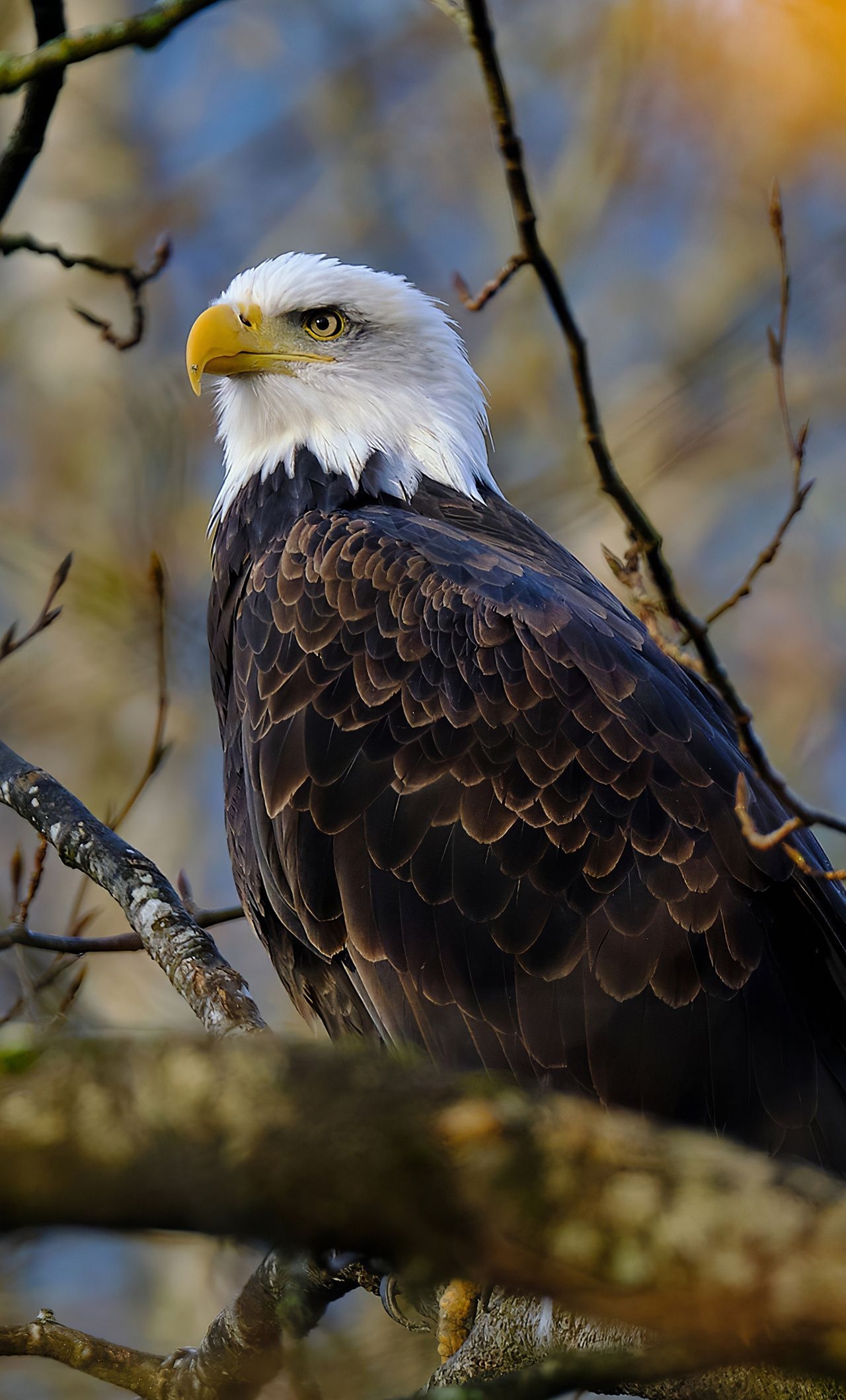 1280x2120 Bald Eagle Hawk 4k iPhone HD 4k Wallpaper, Image, Background, Photo and Picture, Phone