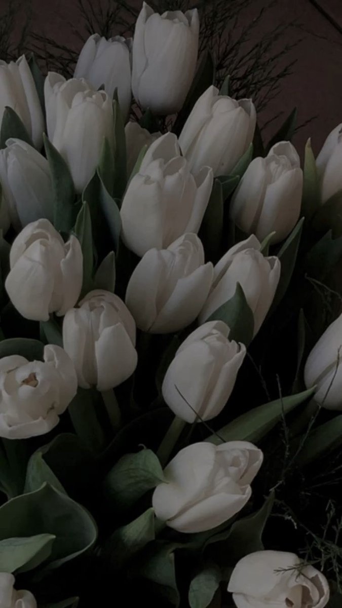 680x1200 white tulips bouquet, Phone