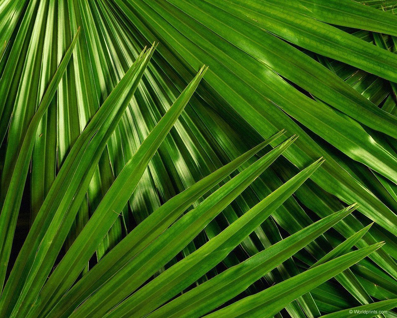 1280x1030 Adorable Palm Sunday Picture, Palm Sunday Wallpaper Background, Desktop