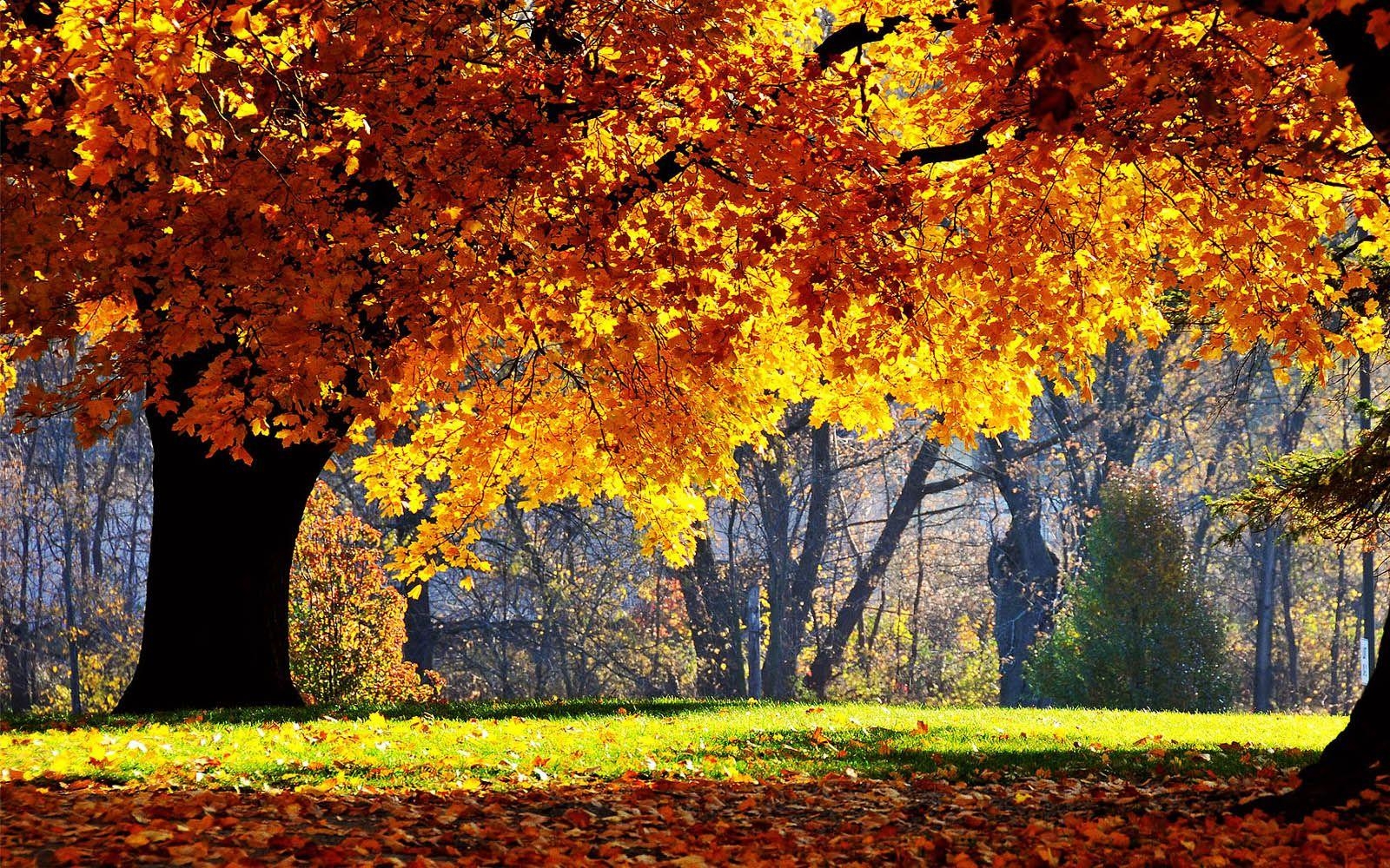 1600x1000 Most Beautiful Fall Scenes. Tag: Beautiful Autumn Scenery, Desktop