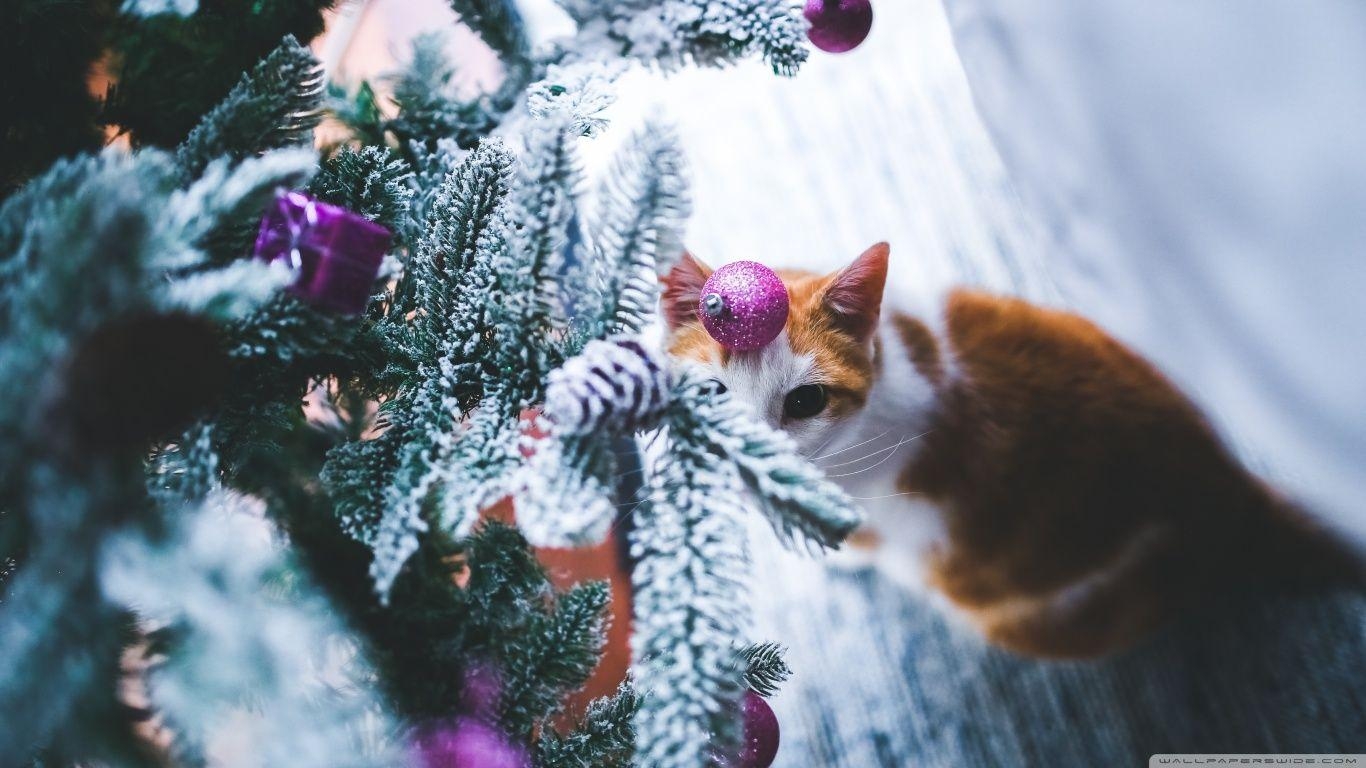 1370x770 Cat under Christmas Tree ❤ 4K HD Desktop Wallpaper for 4K Ultra, Desktop