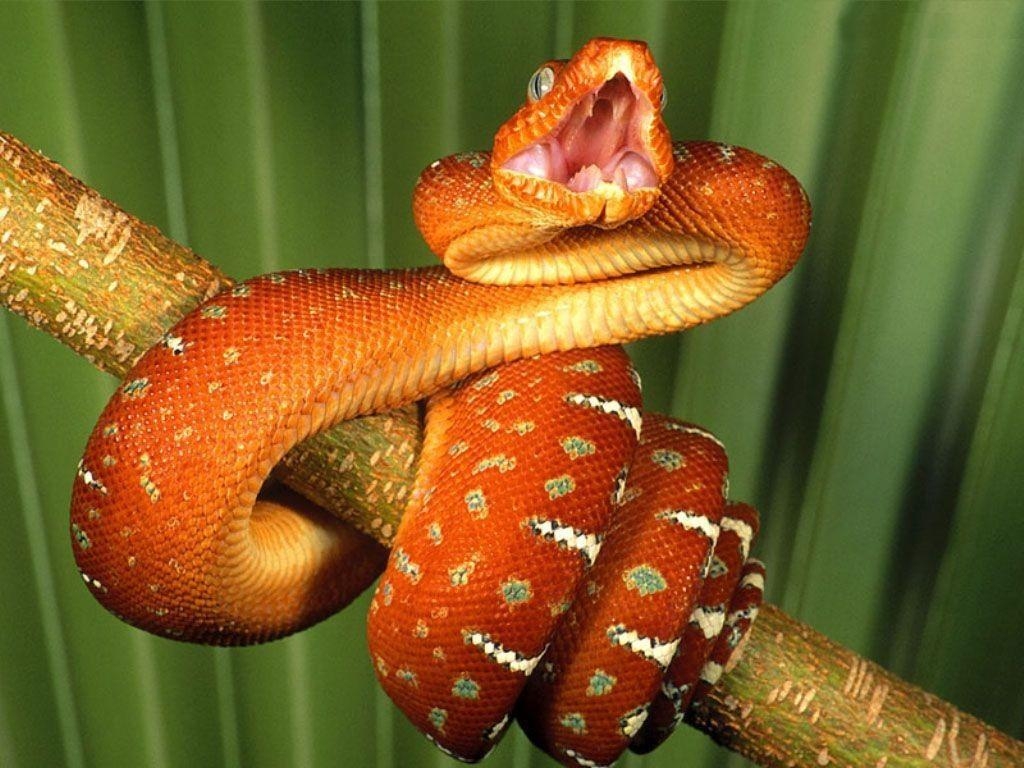 1030x770 Boa constrictor on a stick wallpaper and image, Desktop