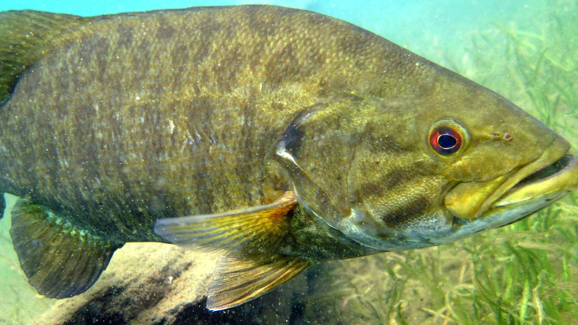 1920x1080 Watch Fly Fishing For Smallmouth Bass, Desktop