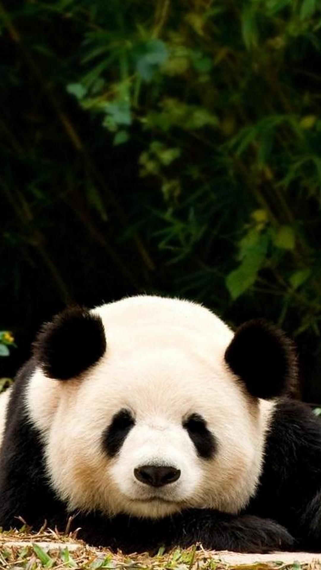 1080x1920 Giant Panda HD Wallpaper for Android, Phone