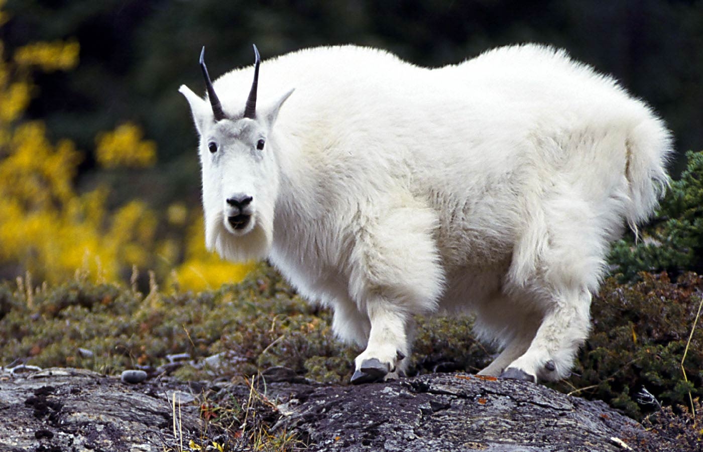 1400x900 Goat Wallpaper and background, Desktop