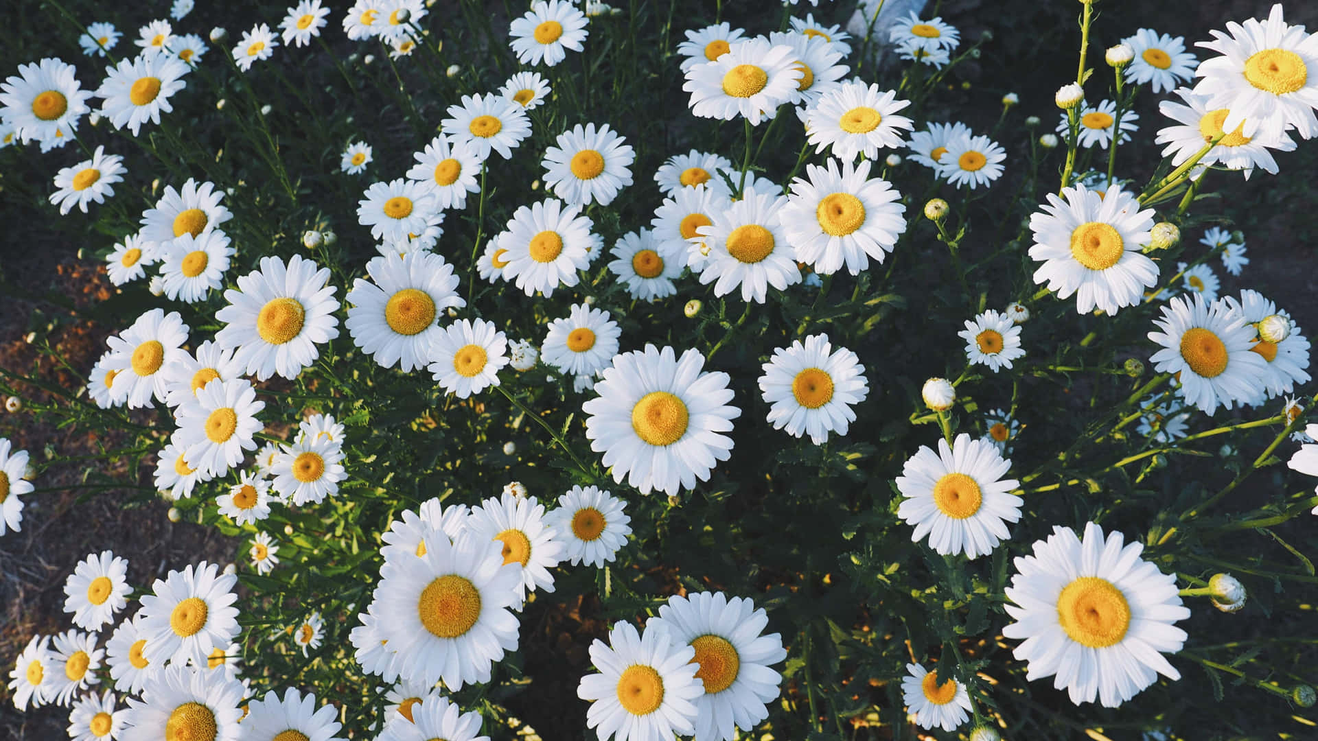 1920x1080 Daisy Laptop Wallpaper, Desktop