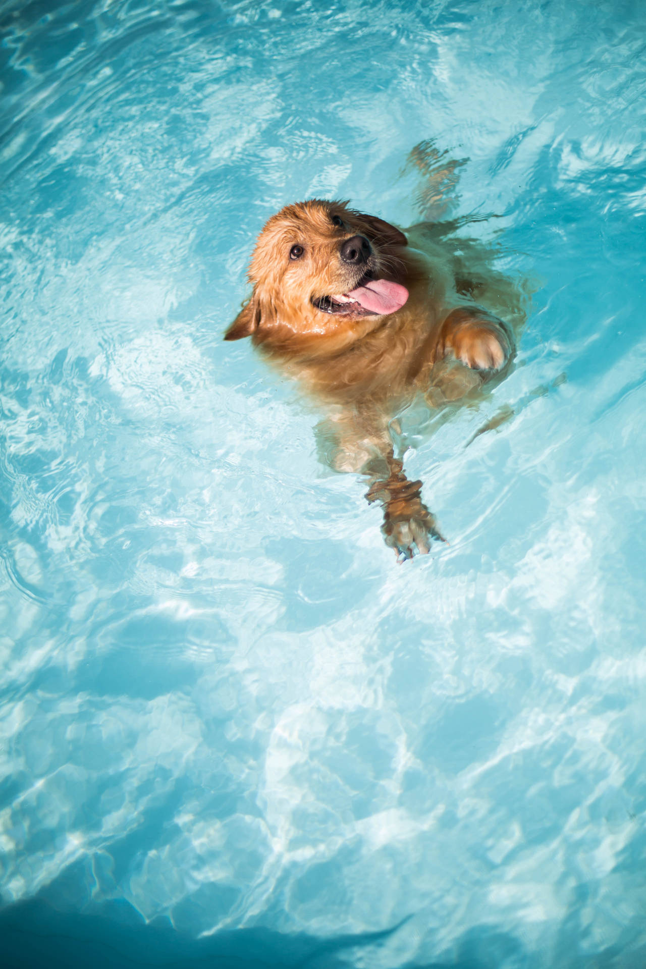 1280x1920 Download Golden Retriever Swimming Pool Wallpaper, Phone