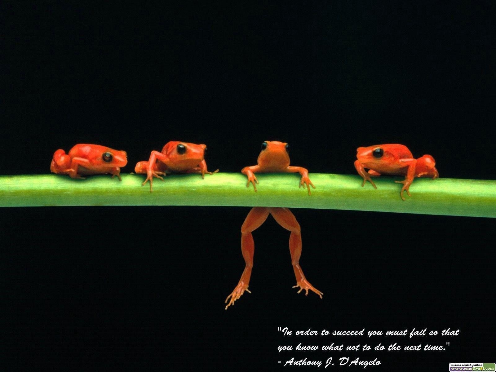 1600x1200 Frog Wallpaper to Success, Desktop