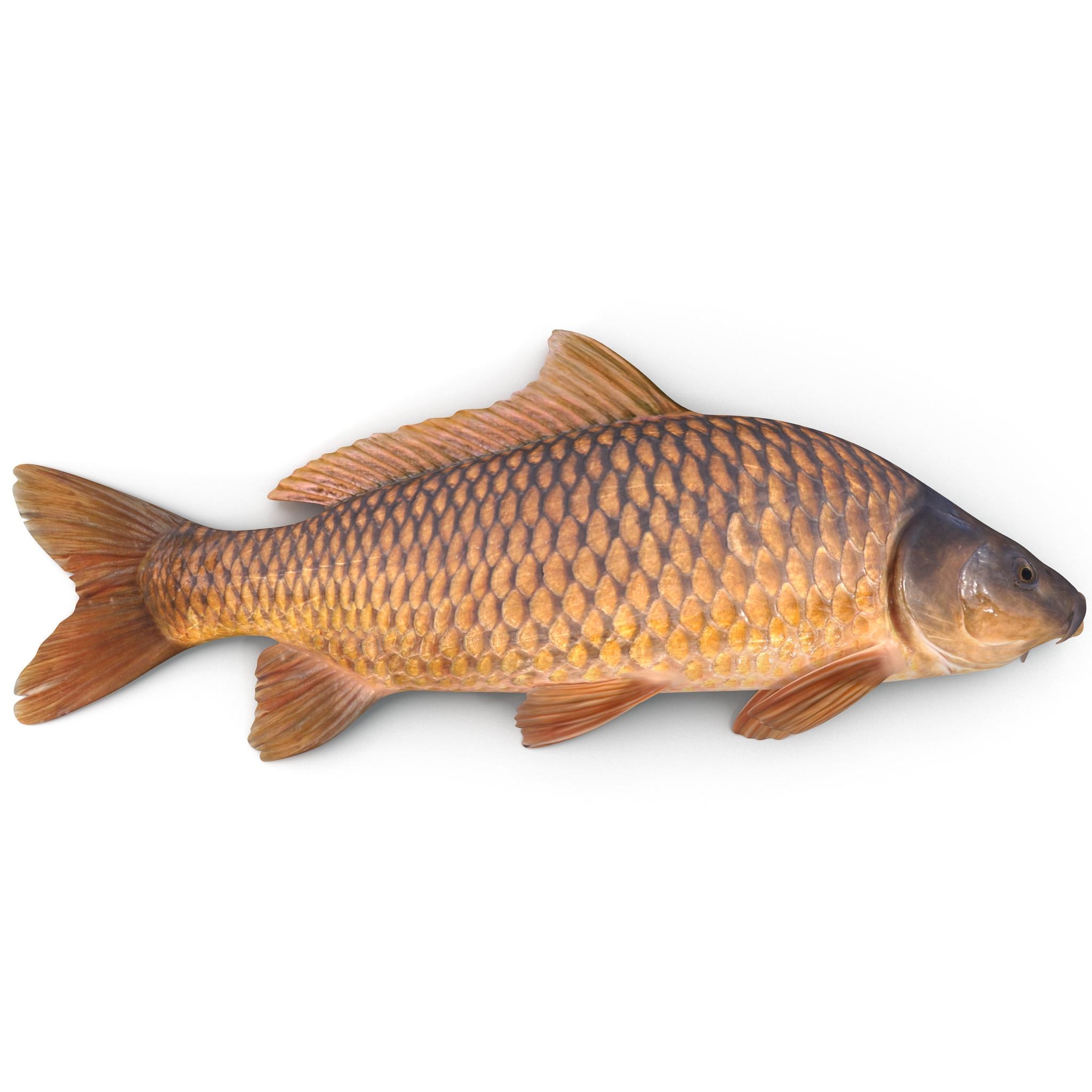 2050x2050 Carp Wallpaper High Quality, Phone