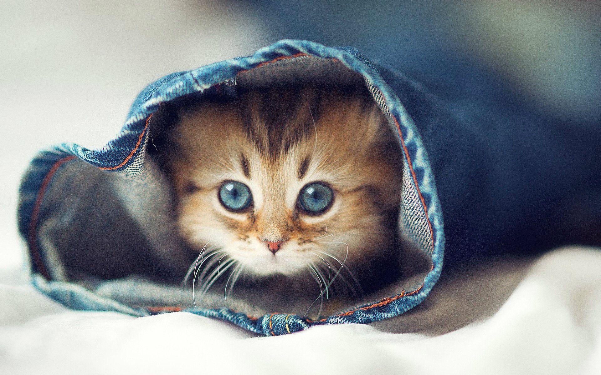 1920x1200 Most Beautiful Cats Wallpaper HD Photo Image Download, Desktop