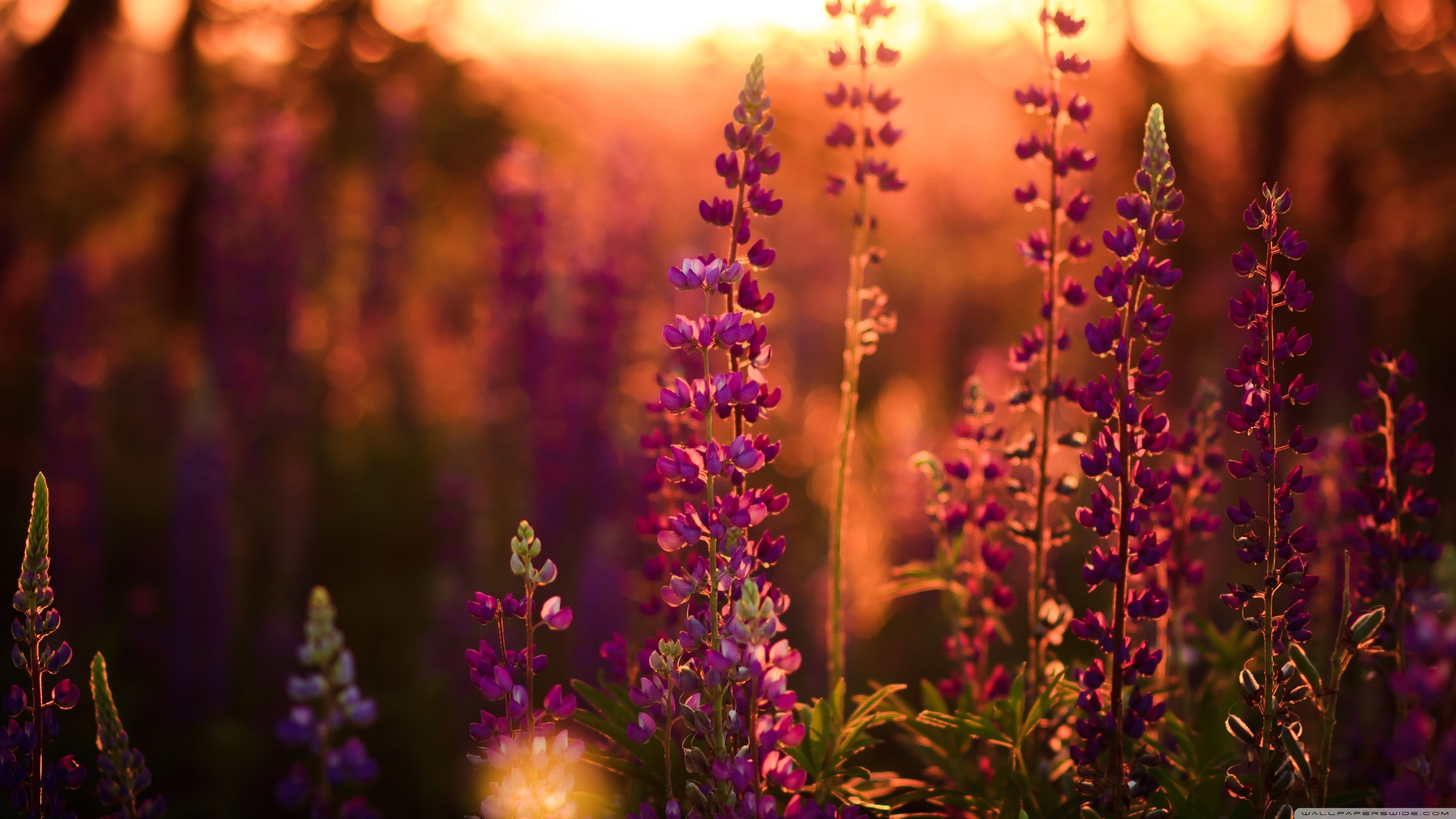 3560x2000 Lavender, Lupine Ultra HD Desktop Background Wallpaper for 4K UHD TV, Widescreen & UltraWide Desktop & Laptop, Multi Display, Dual Monitor, Tablet, Desktop