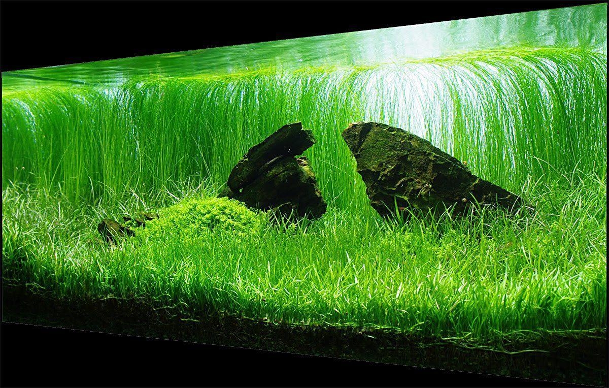 1200x770 High quality image for co2 untuk aquascape, Desktop