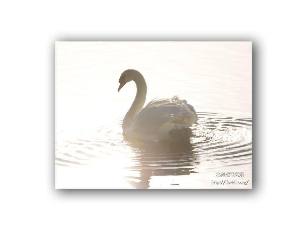 1030x770 Swan Wallpaper. Image and animals Swan picture, Desktop