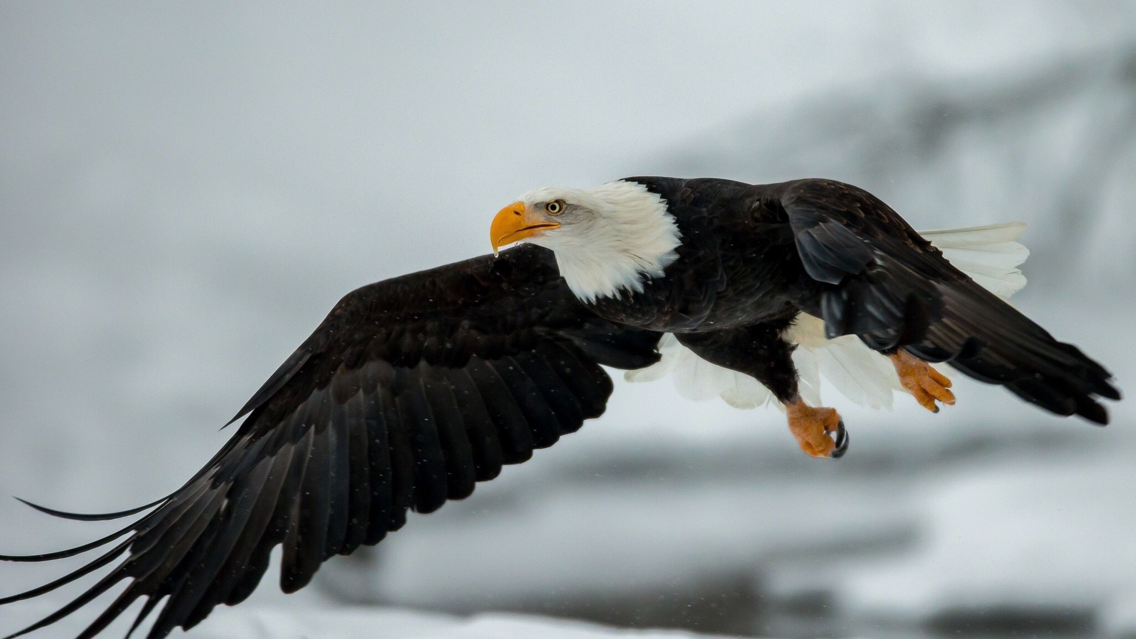 3840x2160 4K Eagle Wallpaper Free 4K Eagle Background, Desktop