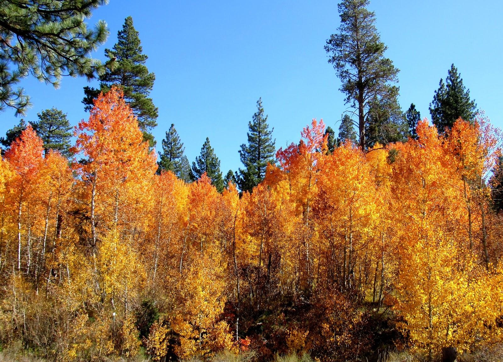 1600x1160 Quaking Aspen: Star of the Autumnal Sierra, Desktop