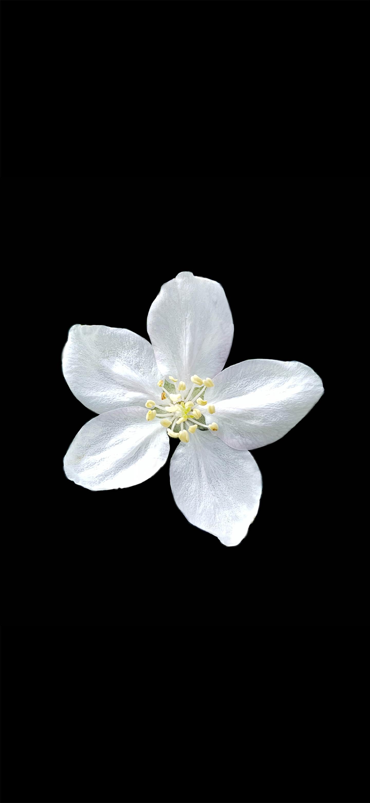 1440x3120 Anemone nemorosa Amoled Wallpaper, Phone