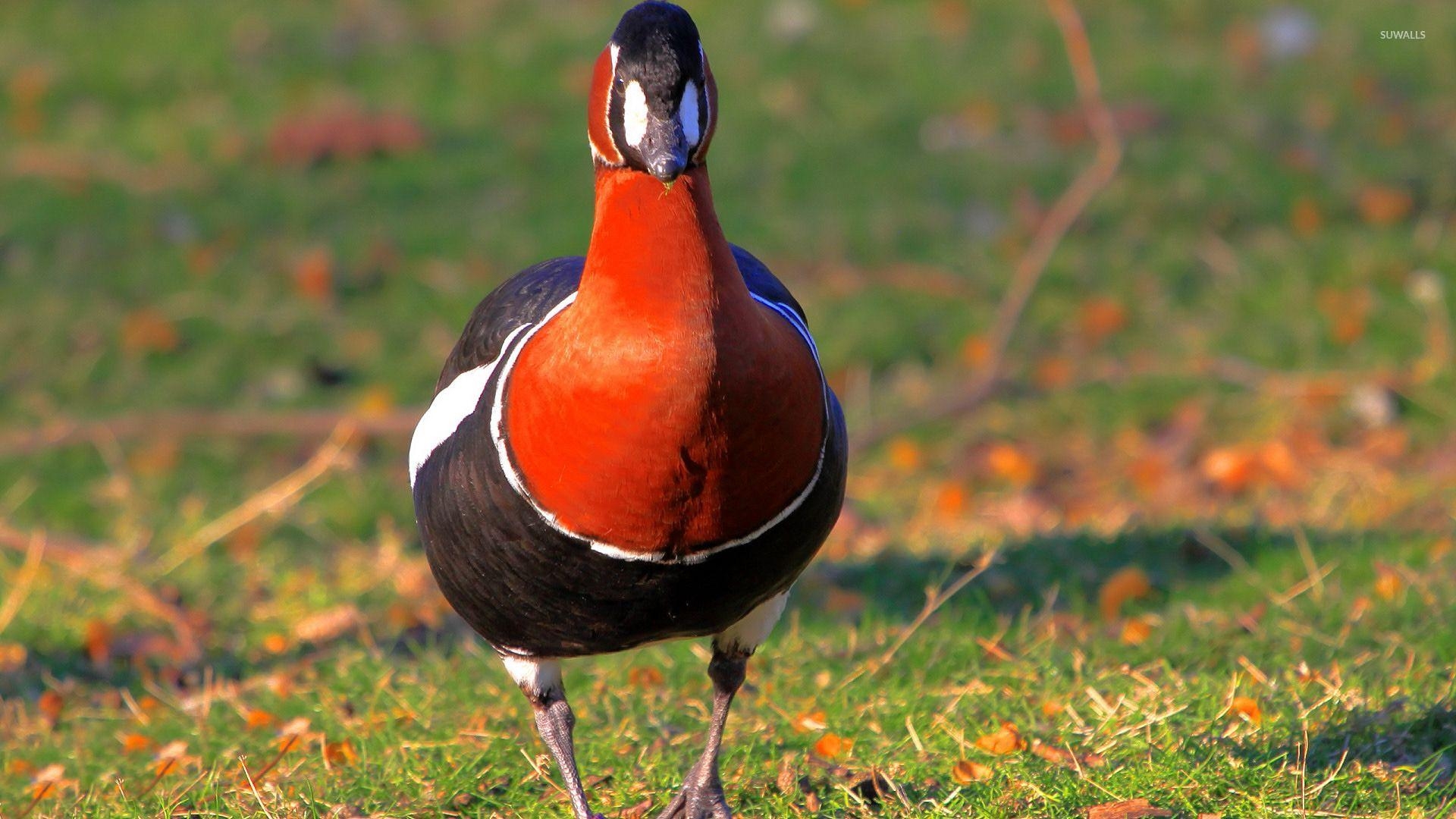 1920x1080 Red Breasted Goose Wallpaper Wallpaper, Desktop