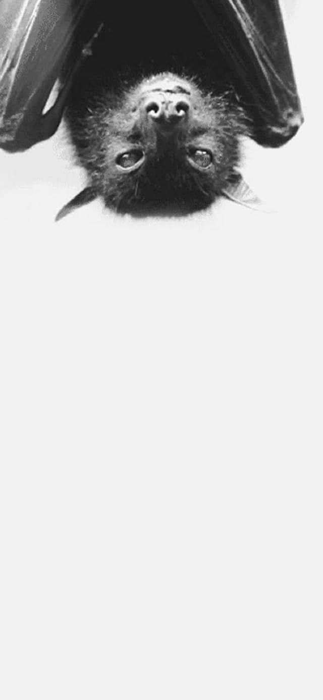 640x1390 Bat phone background. Animals, Phone