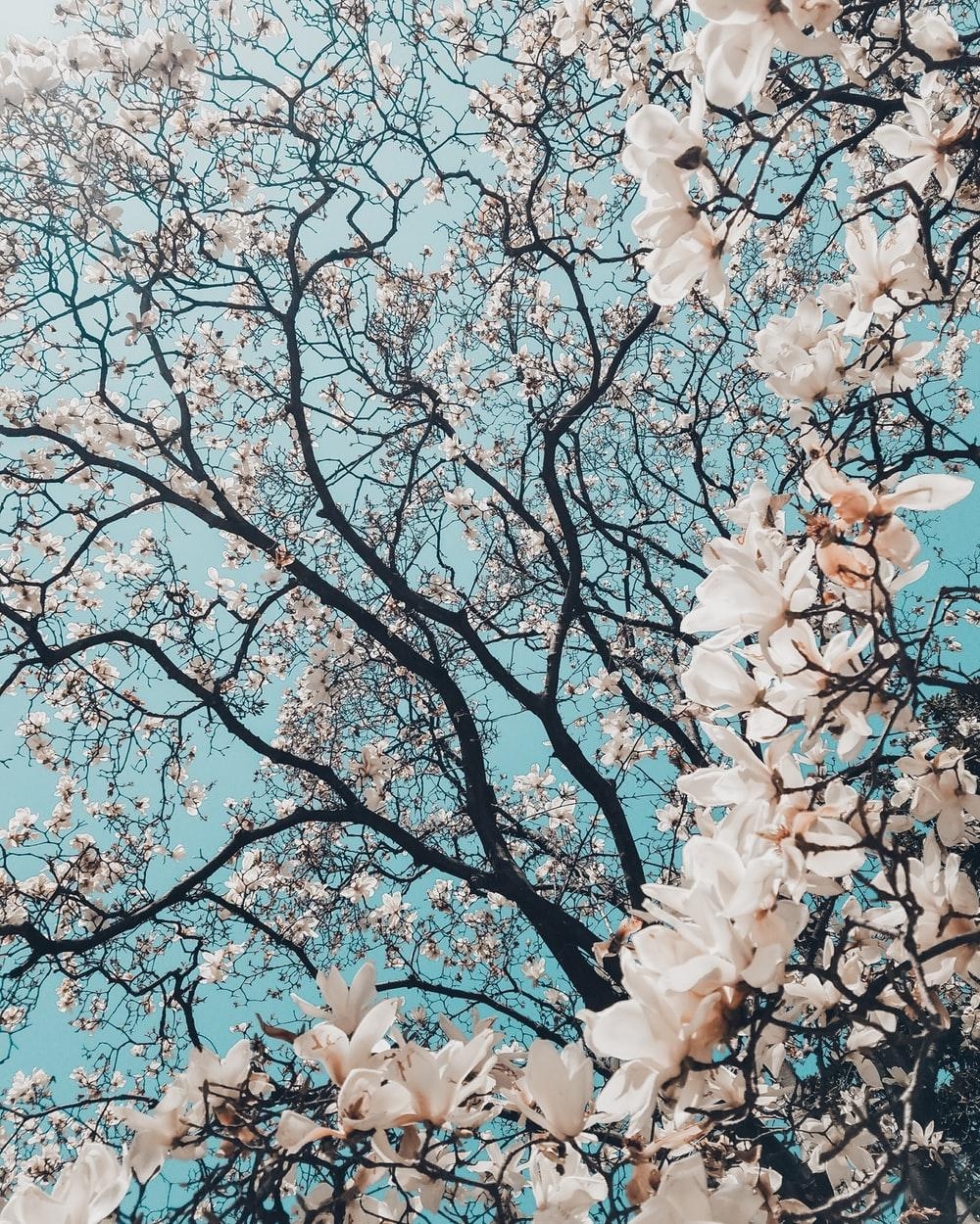 1000x1250 Cherry Blossom Wallpaper: Free HD Download [HQ], Phone