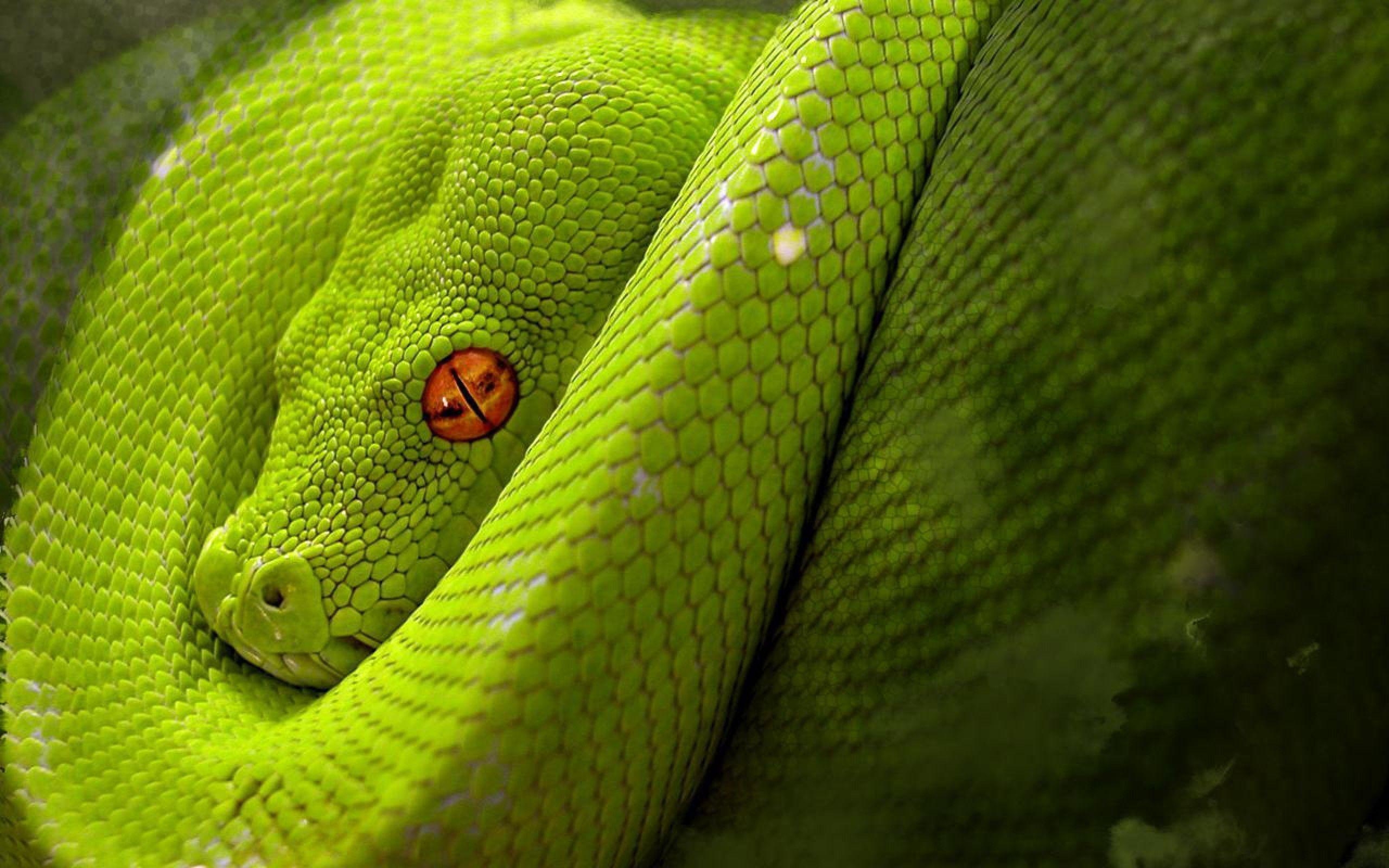 2560x1600 Astonishing Snake Desktop Wallpaper 1600x1200PX Snake Wallpaper #, Desktop