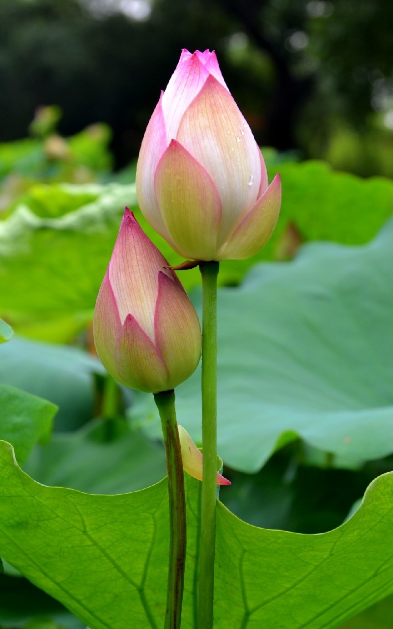 800x1280 Free download Lotus Flower HD desktop wallpaper 8jpg [] for your Desktop, Mobile & Tablet. Explore Lotus Garden Wallpaper. Lotus Garden Wallpaper, Lotus Esprit Wallpaper, Lotus Wallpaper, Phone