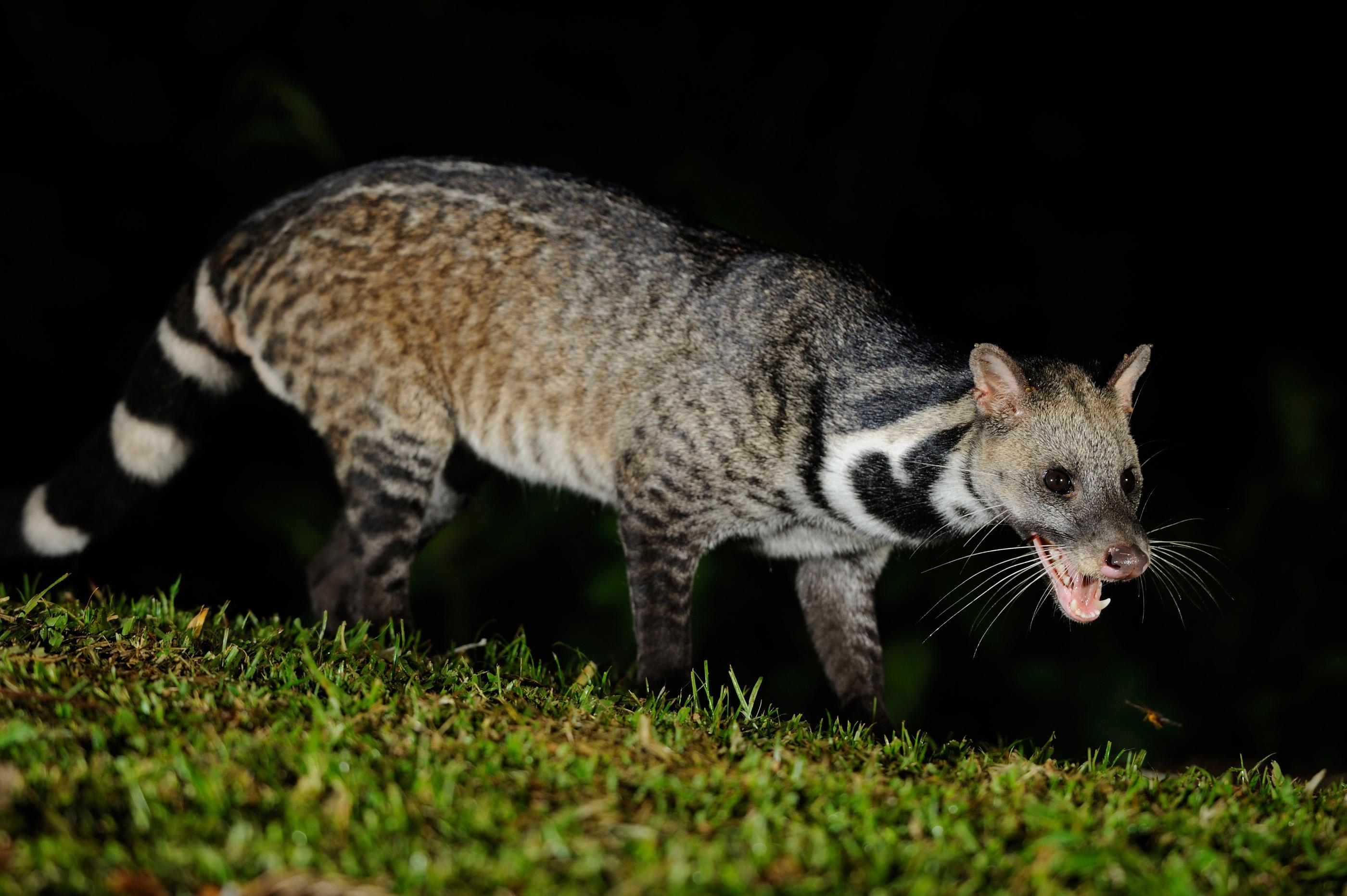 2800x1870 Large Indian civet, Desktop